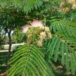 Albizia vaughanii Цвят