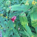 Maianthemum racemosum Fruit