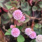 Persicaria capitata Květ