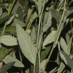 Sida rhombifolia Blatt