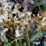 Senecio cacaliaster Φρούτο