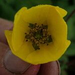 Geum elatum Други