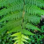 Macrothelypteris torresiana Yaprak