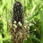 Plantago argentea Flor