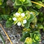 Honckenya peploides Blüte