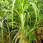 Beaucarnea recurvata ᱥᱟᱠᱟᱢ