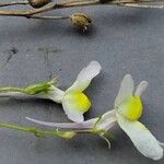 Linaria maroccana Flower