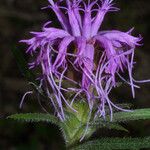 Liatris squarrosa Kukka