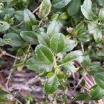 Rubia fruticosa Hoja