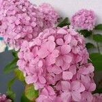 Hydrangea spp.花