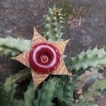 Huernia zebrinaVirág