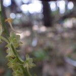 Rhipidoglossum longicalcar Flor