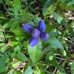 Gentiana andrewsii Blad