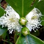 Psidium cattleyanum फूल