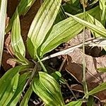 Reineckea carnea Hoja
