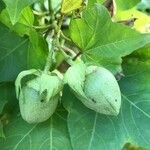 Gossypium herbaceum Fruit