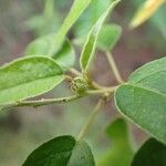 Croton flavens Fruit