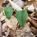 Smilax glauca Blad