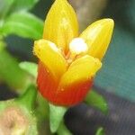 Hoffmannia dotae Flower