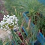 Allium cepa Blomst