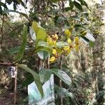 Mussaenda arcuata Other