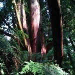 Thuja standishii Bark