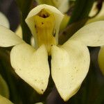 Megastylis montana Квітка