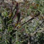 Genista scorpius Fruit
