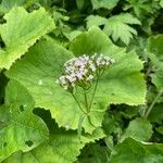 Valeriana montanaFlower