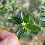 Erythroxylum novocaledonicum Flower