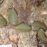 Detarium macrocarpum Blatt