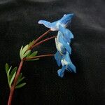 Corydalis cashmeriana Altro