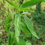Leucas urticifolia 葉