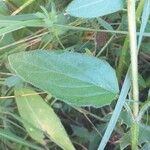 Prunella grandiflora Leaf