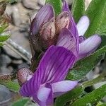 Astragalus leontinus 花