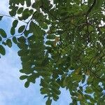 Robinia hispida 葉