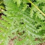 Filipendula vulgaris Blad