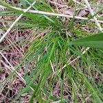 Deschampsia cespitosa Blad