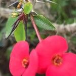 Euphorbia milii 花