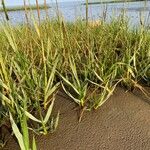 Spartina anglica Leaf