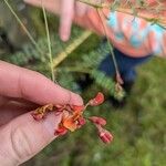 Sesbania vesicaria Blomst