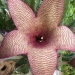 Stapelia gigantea Fleur