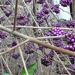 Callicarpa bodinieri 樹皮