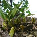 Bulbophyllum longiflorum Květ