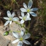 Ornithogalum gussonei ᱵᱟᱦᱟ