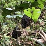 Anthurium formosum ഇല