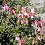 Ononis fruticosa Blüte