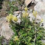 Oxytropis campestrisFlower