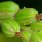 Bulbophyllum apodum Фрукт