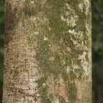 Licania densiflora Bark